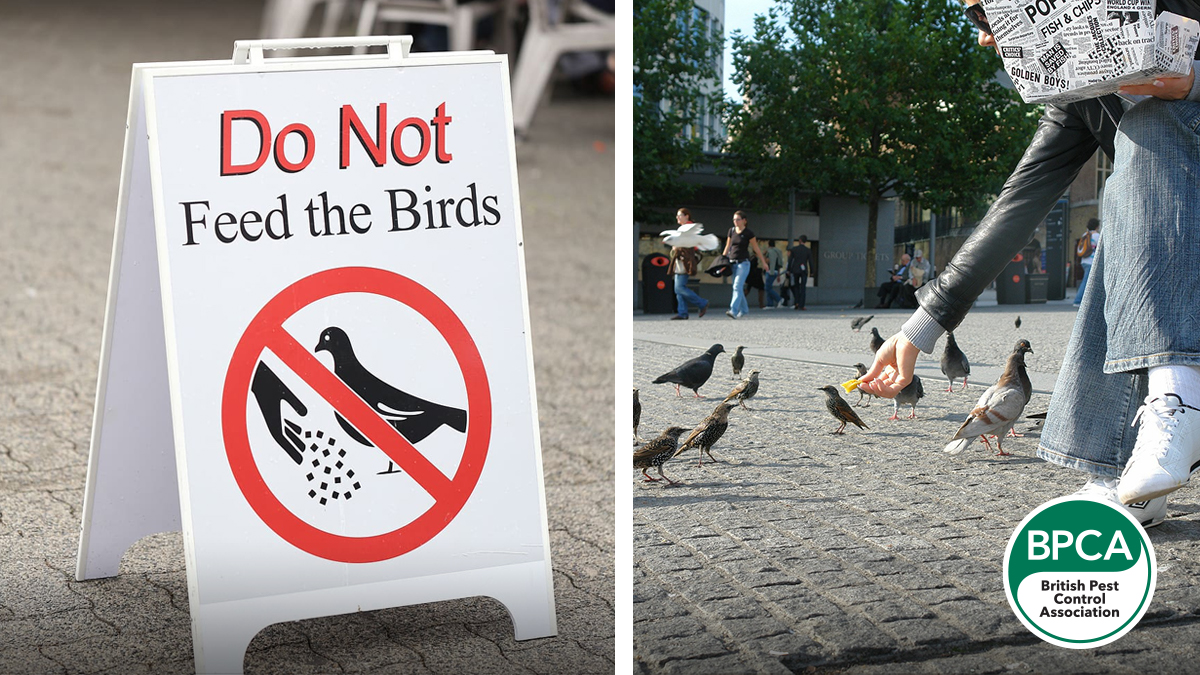 Do not feed the birds BPCA pest control Do not feed the birds BPCA pest control
